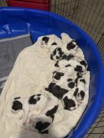 English Springer Spaniel Puppies for sale in Kings Mountain, NC, USA. price: NA