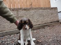 English Springer Spaniel Puppies for sale in Medford, OR, USA. price: NA
