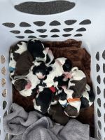 English Springer Spaniel Puppies for sale in San Angelo, TX 76903, USA. price: NA