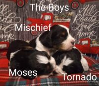English Springer Spaniel Puppies for sale in Pembine, WI 54156, USA. price: NA