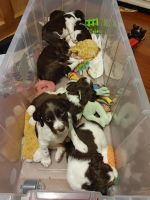 English Springer Spaniel Puppies for sale in Hubbard, NE 68741, USA. price: NA