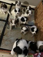 English Springer Spaniel Puppies Photos