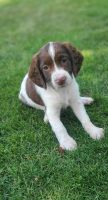 English Springer Spaniel Puppies for sale in Green Bay, WI, USA. price: $800