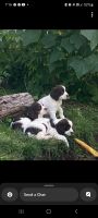 English Springer Spaniel Puppies for sale in Columbus, WI 53925, USA. price: $600