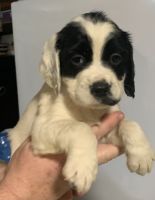 English Springer Spaniel Puppies for sale in Miles City, MT 59301, USA. price: $110,000