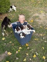 English Springer Spaniel Puppies for sale in Ellsworth, WI 54011, USA. price: $800