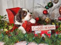 English Springer Spaniel Puppies for sale in Asheville, North Carolina. price: $1,000