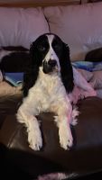 English Springer Spaniel Puppies for sale in York, Maine. price: $1,500