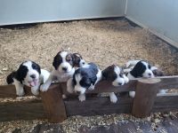 English Springer Spaniel Puppies for sale in Norwood Young America, Minnesota. price: $1,100