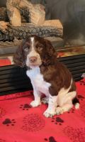English Springer Spaniel Puppies for sale in Medford, Wisconsin. price: $1,500