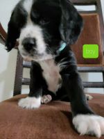 English Springer Spaniel Puppies for sale in Montclair, California. price: $800