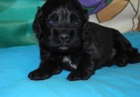 English Springer Spaniel Puppies for sale in East Los Angeles, CA, USA. price: NA