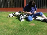 English Springer Spaniel Puppies for sale in Thornton, CO, USA. price: NA