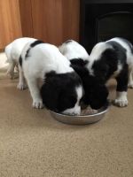 English Springer Spaniel Puppies for sale in Marydel, DE 19964, USA. price: NA
