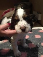 English Springer Spaniel Puppies for sale in Pleasantville, PA 16341, USA. price: NA