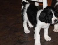 English Springer Spaniel Puppies for sale in Omaha, NE, USA. price: NA