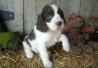 English Springer Spaniel Puppies for sale in Louisville, KY, USA. price: NA