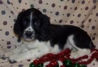 English Springer Spaniel Puppies for sale in Colorado Springs, CO, USA. price: NA