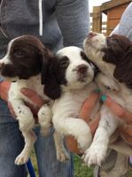 English Springer Spaniel Puppies for sale in Birmingham, AL, USA. price: NA