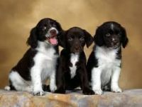 English Springer Spaniel Puppies for sale in Indianapolis, IN, USA. price: NA