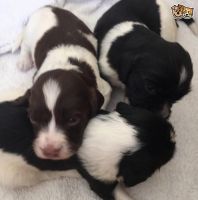 English Springer Spaniel Puppies for sale in Fontana, CA, USA. price: NA