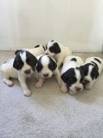 English Springer Spaniel Puppies for sale in Philadelphia, PA, USA. price: NA