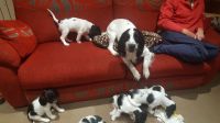 English Springer Spaniel Puppies for sale in Little Rock, AR, USA. price: NA