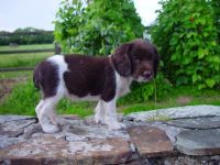 English Springer Spaniel Puppies for sale in Springfield, IL, USA. price: NA