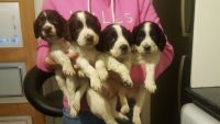 English Springer Spaniel Puppies for sale in Washington, DC, USA. price: NA