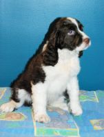 English Springer Spaniel Puppies for sale in Renick, WV 24966, USA. price: NA