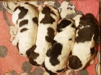 English Springer Spaniel Puppies for sale in Blanchard, MI 49310, USA. price: NA
