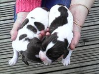 English Springer Spaniel Puppies for sale in Los Angeles, CA 90012, USA. price: NA