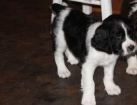 English Springer Spaniel Puppies for sale in Escondido, CA, USA. price: NA
