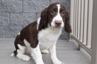 English Springer Spaniel Puppies for sale in Canton, OH, USA. price: NA