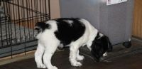 English Springer Spaniel Puppies for sale in Louisville, KY, USA. price: NA