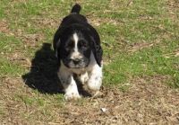 English Springer Spaniel Puppies for sale in Bozeman, MT, USA. price: NA