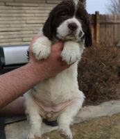 English Springer Spaniel Puppies for sale in Abbeville, SC 29620, USA. price: NA