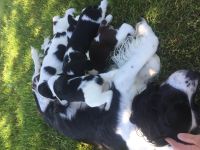 English Springer Spaniel Puppies for sale in Washington Ave, Nutley, NJ 07110, USA. price: NA