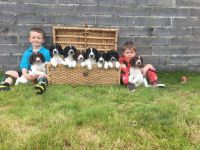 English Springer Spaniel Puppies for sale in Indianapolis Blvd, Hammond, IN, USA. price: NA