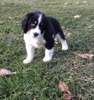 English Springer Spaniel Puppies for sale in Portland, ME, USA. price: NA