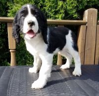 English Springer Spaniel Puppies for sale in Scottsville, KY 42164, USA. price: NA