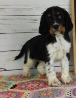 English Springer Spaniel Puppies for sale in Colorado Springs, CO, USA. price: NA