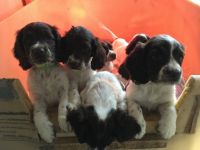English Springer Spaniel Puppies for sale in New York, NY, USA. price: NA