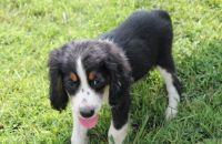 English Springer Spaniel Puppies for sale in Beverly Hills, CA, USA. price: NA