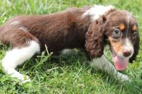 English Springer Spaniel Puppies for sale in Ellicott City, MD, USA. price: NA