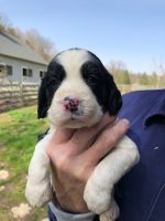 English Springer Spaniel Puppies for sale in Batavia, OH 45103, USA. price: NA