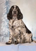 English Springer Spaniel Puppies for sale in Aberdeen, ID 83210, USA. price: NA