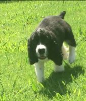 English Springer Spaniel Puppies for sale in Memphis, TN, USA. price: NA