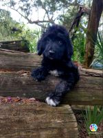 English Springer Spaniel Puppies for sale in Wilmington, NC, USA. price: NA