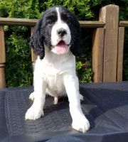 English Springer Spaniel Puppies for sale in St. Louis, MO, USA. price: NA